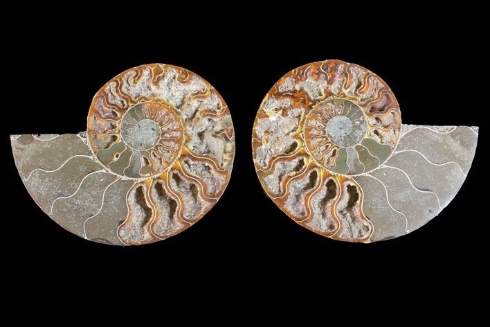Bargain, Cut & Polished Ammonite Fossil - Madagascar #148035